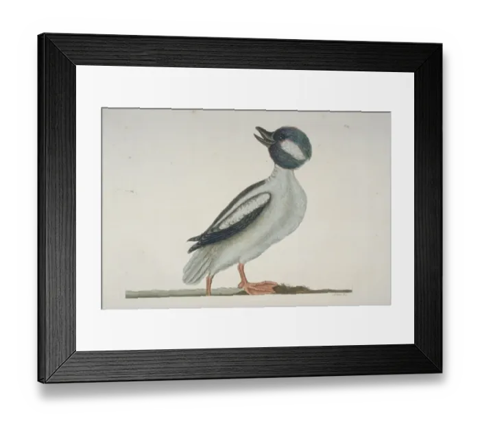 Framed Print : Bucephala albeola, bufflehead Framed Print : Bucephala albeola, bufflehead