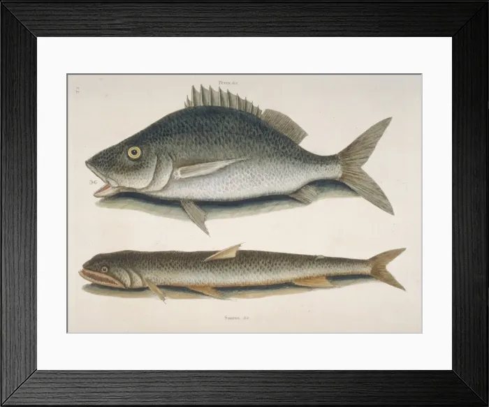 Framed Print : Margate fish (top) & sea sparrow-hawk (bottom) Framed Print : Margate fish (top) & sea sparrow-hawk (bottom)