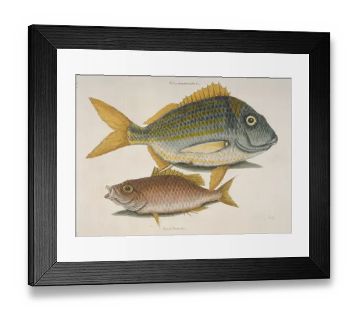 Framed Print : Haemulon sciurus, blue striped grunt & Lutjanus apodus, scho Framed Print : Haemulon sciurus, blue striped grunt & Lutjanus apodus, scho