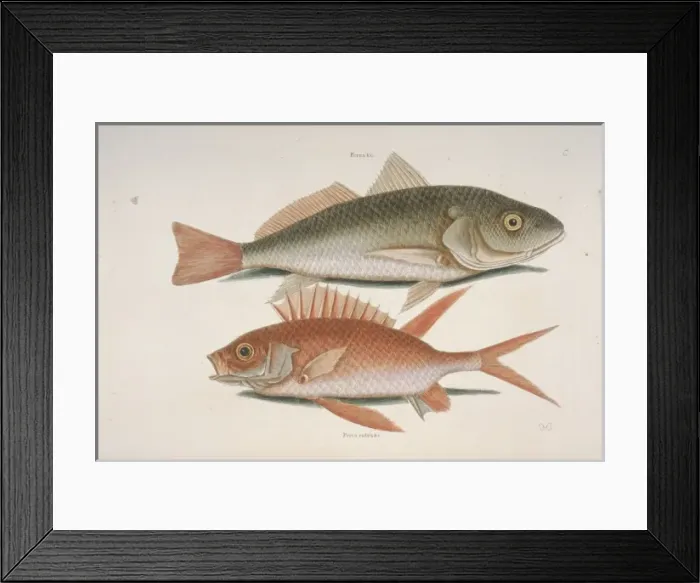 Framed Print : Perca sp. croker & Holocentrus sp. squirrelfish Framed Print : Perca sp. croker & Holocentrus sp. squirrelfish