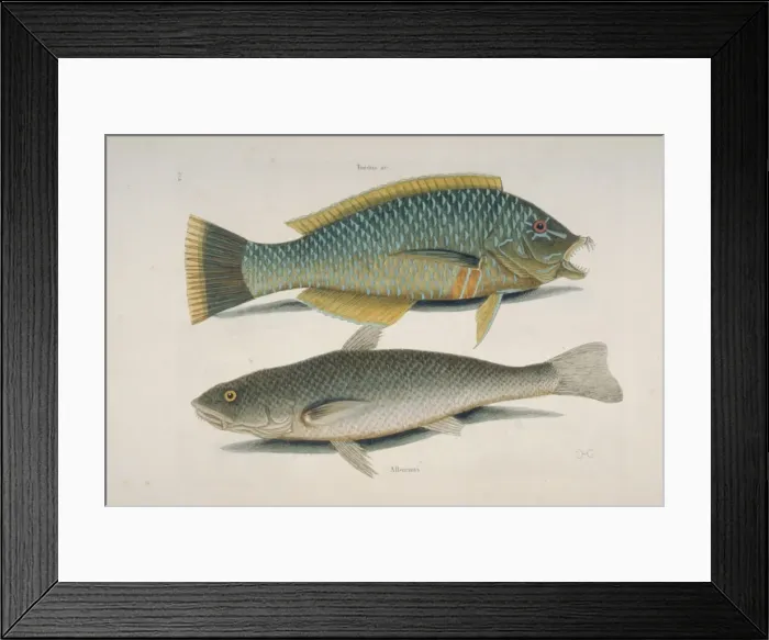 Framed Print : Halicoeres radiatus, puddingwife & Atractoscion nobilis, kin Framed Print : Halicoeres radiatus, puddingwife & Atractoscion nobilis, kin