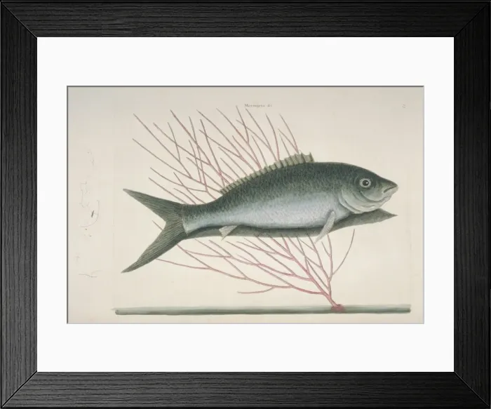 Framed Print : Mormyrus ex cinereo nigricans, bone-fish Framed Print : Mormyrus ex cinereo nigricans, bone-fish