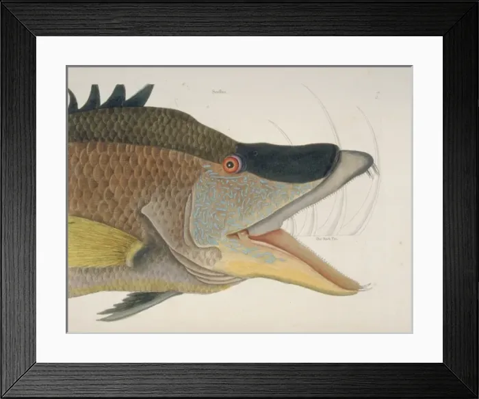 Framed Print : Lachnolaimus maximus, hogfish Framed Print : Lachnolaimus maximus, hogfish