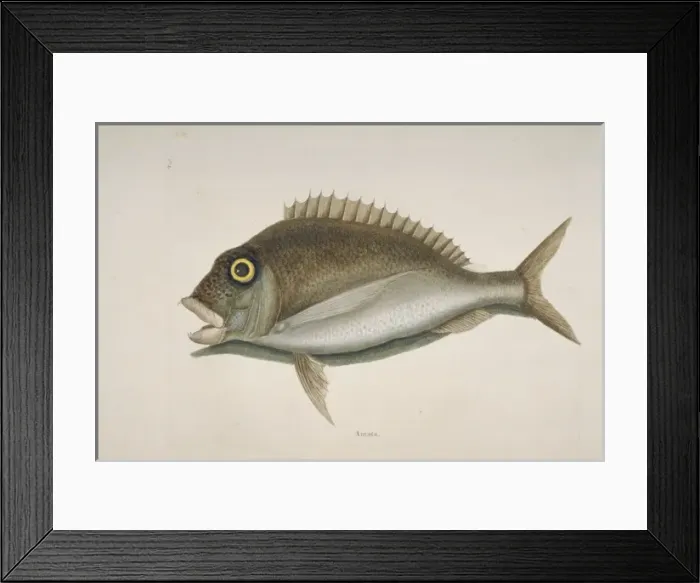 Framed Print : Stenotomus chrysops, scup Framed Print : Stenotomus chrysops, scup