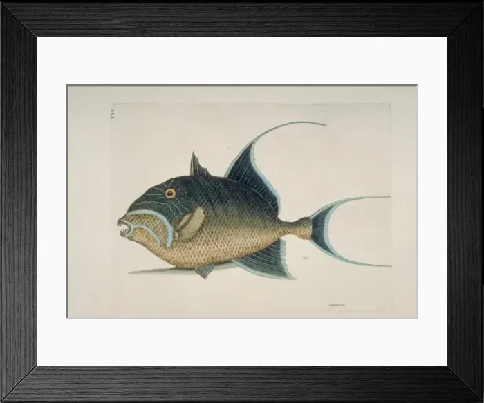 Framed Print : Balistes vetula, queen trigggerfish Framed Print : Balistes vetula, queen trigggerfish