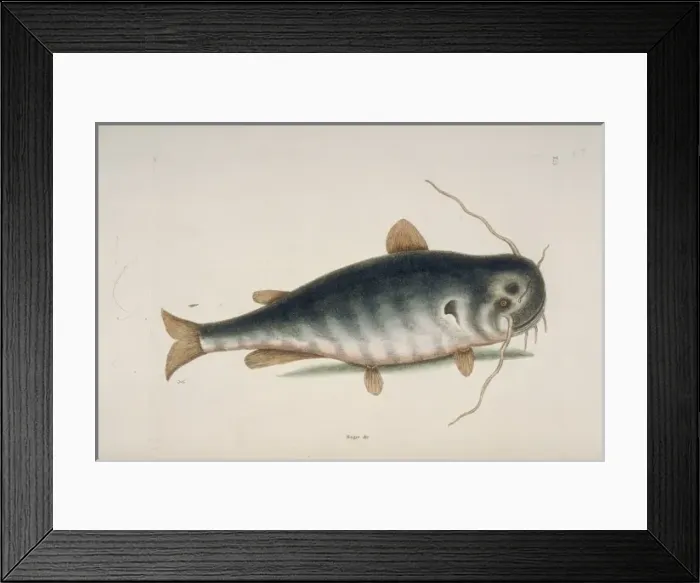 Framed Print : Ictalurus punctatus, river catfish Framed Print : Ictalurus punctatus, river catfish