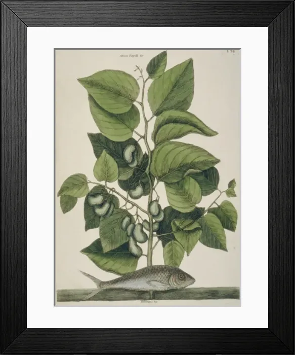 Framed Print : Sardina pilchardus, European pilchard Framed Print : Sardina pilchardus, European pilchard