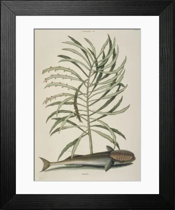 Framed Print : Remora remora, remora Framed Print : Remora remora, remora