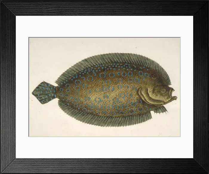 Framed Print : Solea lunata, sole Framed Print : Solea lunata, sole