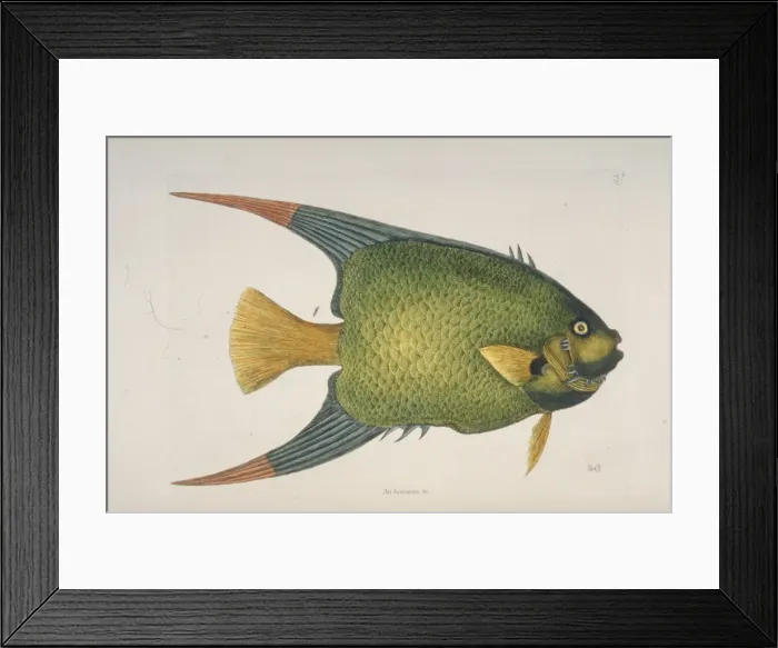 Framed Print : Holocanthus ciliaris, queen angelfish Framed Print : Holocanthus ciliaris, queen angelfish