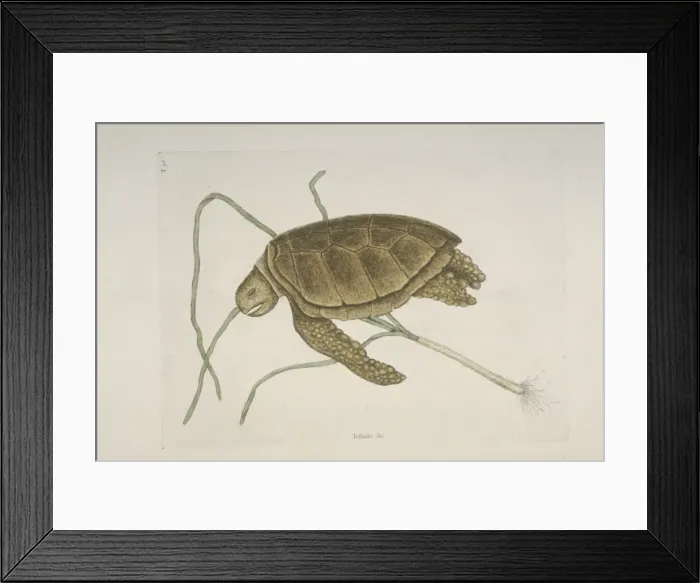Framed Print : Chelonia mydas, green turtle Framed Print : Chelonia mydas, green turtle