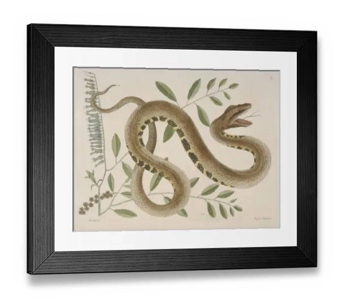 Framed Print : Crotalus sp. water viper Framed Print : Crotalus sp. water viper