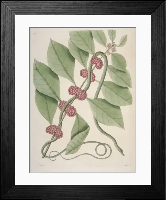 Framed Print : Opheodrys sp. green snake Framed Print : Opheodrys sp. green snake