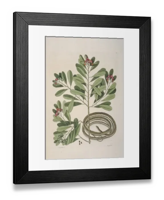 Framed Print : Thamnophis sp. ribbon-snake Framed Print : Thamnophis sp. ribbon-snake