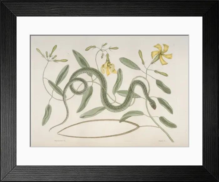 Framed Print : Thamnophis sp. garter snake Framed Print : Thamnophis sp. garter snake