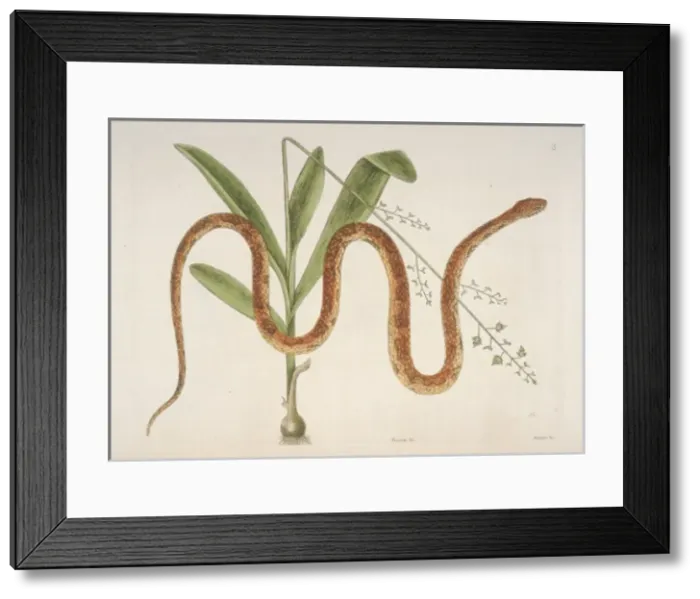 Framed Print : Elaphe guttata, corn snake Framed Print : Elaphe guttata, corn snake