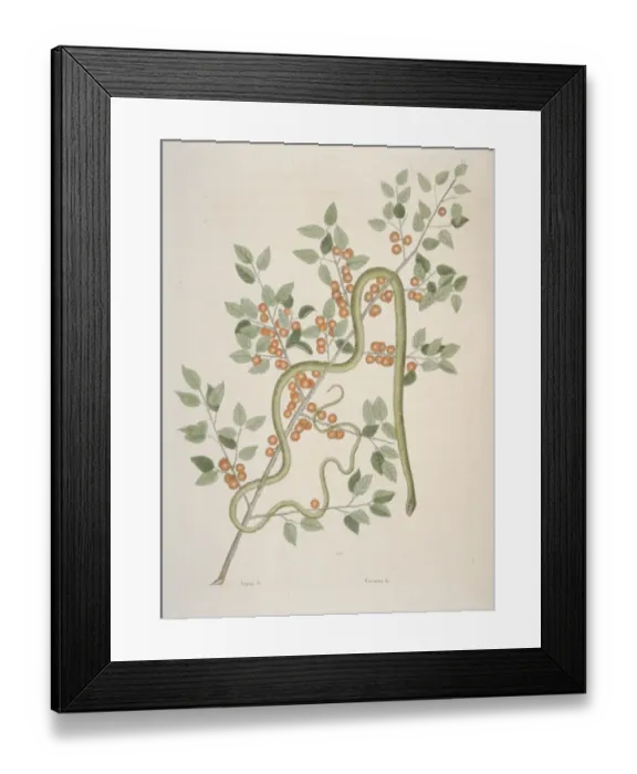 Framed Print : Opheodrys sp. green snake Framed Print : Opheodrys sp. green snake