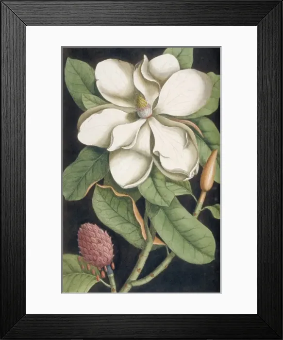 Framed Print : Anguis niger, bead snake & Convolvulus radice, Virginian pot Framed Print : Anguis niger, bead snake & Convolvulus radice, Virginian pot