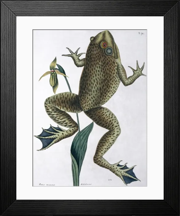 Framed Print : Rana maxima, bull frog Framed Print : Rana maxima, bull frog