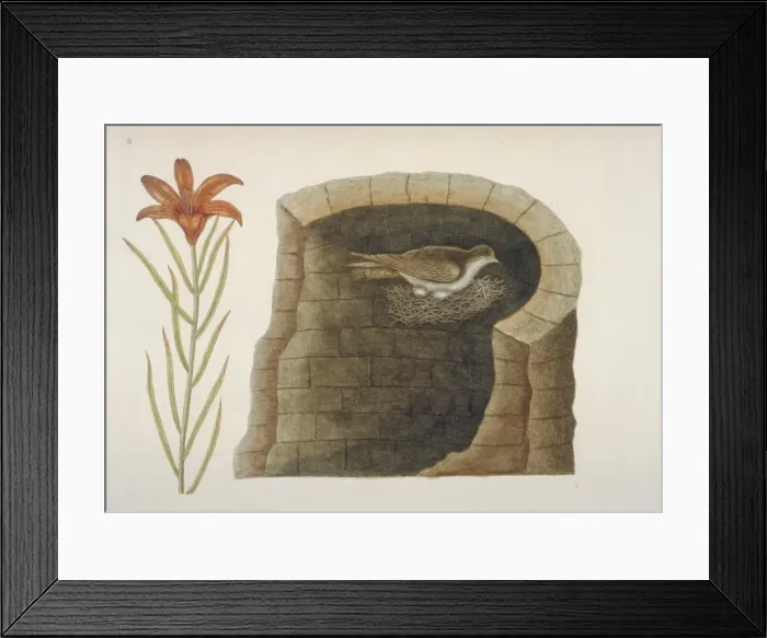 Framed Print : Plate from The Natural History of Carolina by Mark Catesby Framed Print : Plate from The Natural History of Carolina by Mark Catesby