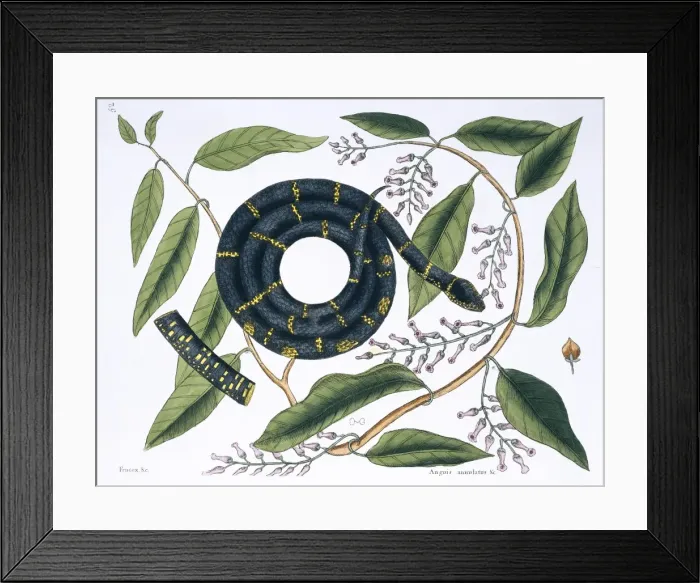 Framed Print : Lampropeltis getulus, chain snake Framed Print : Lampropeltis getulus, chain snake