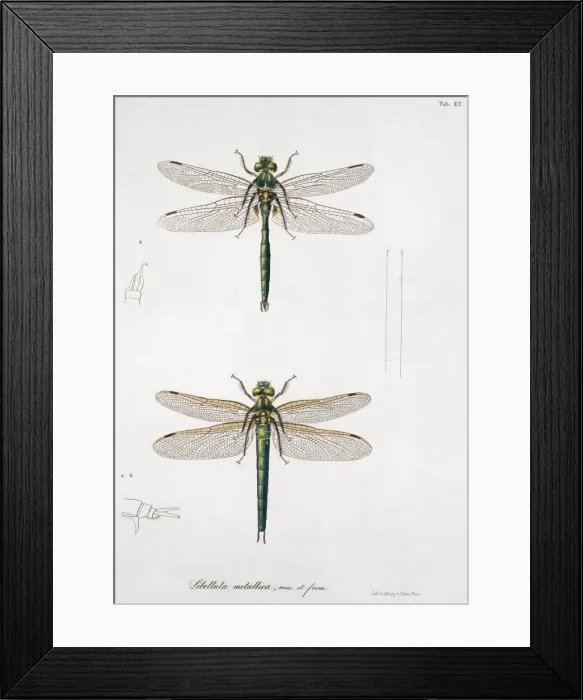 Framed Print : Plate 15 from Libellulinae Europaeae by de Charpentier Framed Print : Plate 15 from Libellulinae Europaeae by de Charpentier