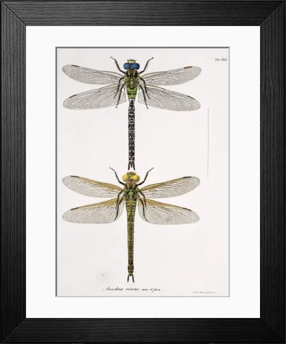 Framed Print : Plate 22 from Libellulinae Europaeae by de Charpentier Framed Print : Plate 22 from Libellulinae Europaeae by de Charpentier