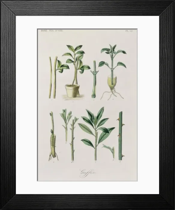 Framed Print : General concepts of Horticulture Ornament Framed Print : General concepts of Horticulture Ornament