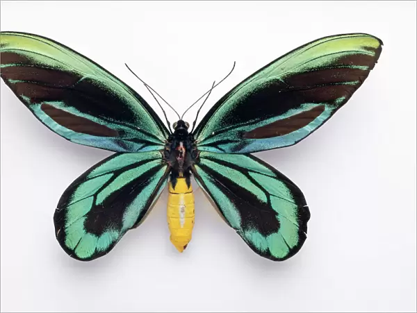 Ornithoptera alexandrae, Queen Alexandras birdwing butterfly