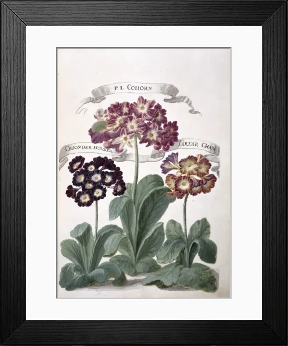 Framed Print : Auricula sp Framed Print : Auricula sp