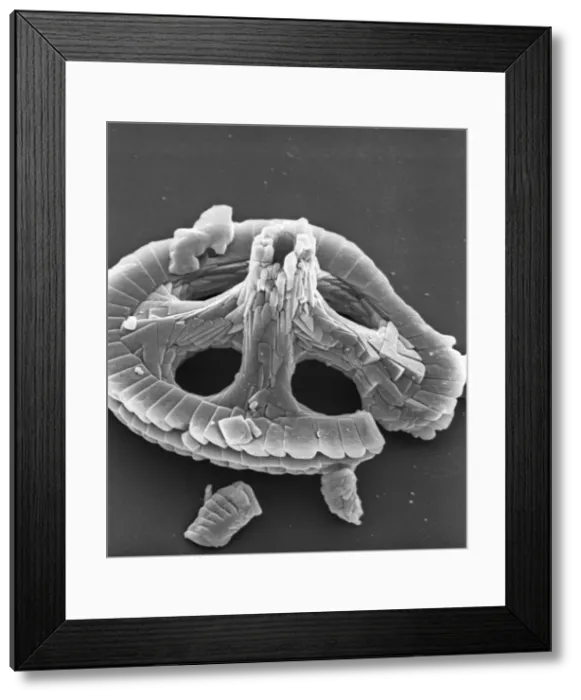 Framed Print : Axopodorhabdus albianus, coccolith Framed Print : Axopodorhabdus albianus, coccolith