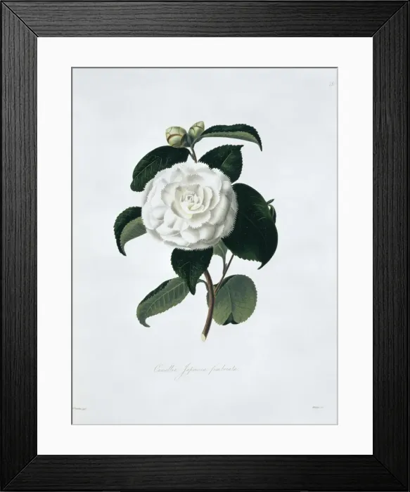 Framed Print : Camellia japonica fimbriata, camellia Framed Print : Camellia japonica fimbriata, camellia