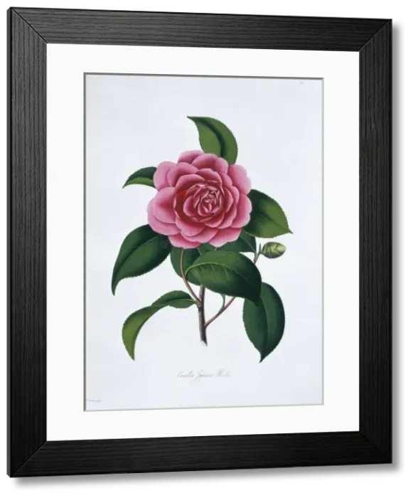 Framed Print : Camellia japonica paeoniflora rosea, camellia Framed Print : Camellia japonica paeoniflora rosea, camellia