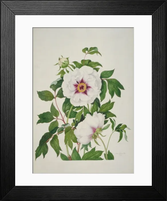 Framed Print : Paeonia sp. peony Framed Print : Paeonia sp. peony