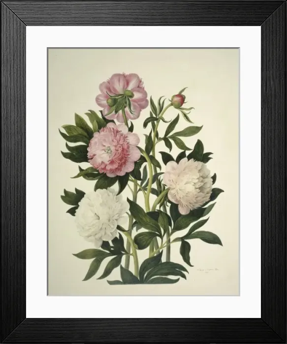 Framed Print : Paeonia sp. peony Framed Print : Paeonia sp. peony