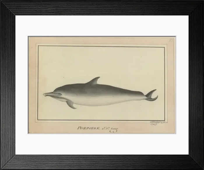 Framed Print : Delphinus delphis, short-beaked common dolphin Framed Print : Delphinus delphis, short-beaked common dolphin