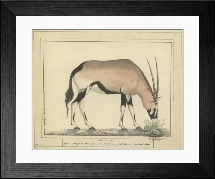 Framed Print : Antelope. Plate No. 32 by George Raper (c Framed Print : Antelope. Plate No. 32 by George Raper (c