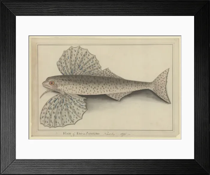 Framed Print : Cheilopogon sp. flyingfish Framed Print : Cheilopogon sp. flyingfish