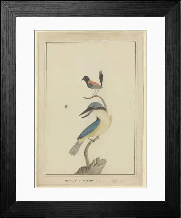 Framed Print : Todiramphus sanctus, Malurus melanocephala Framed Print : Todiramphus sanctus, Malurus melanocephala