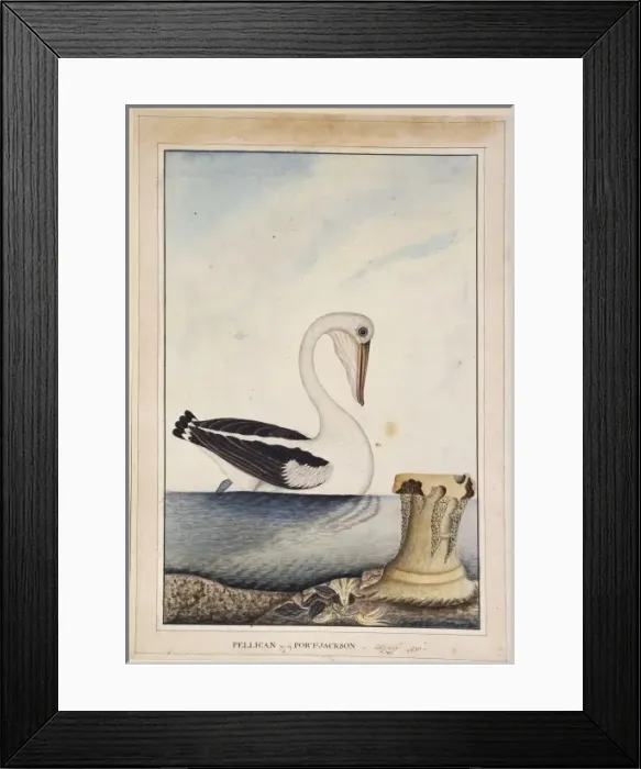 Framed Print : Pelecanus conspicillatus, white pelican