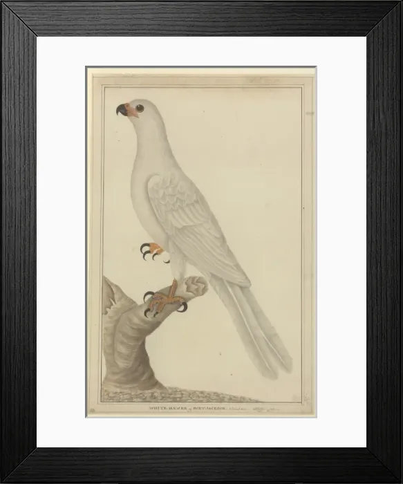 Framed Print : Accipiter novaehollandiae, variable goshawk Framed Print : Accipiter novaehollandiae, variable goshawk