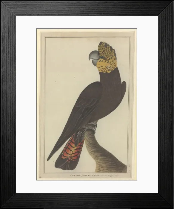 Framed Print : Calyptorhynchus lathami, glossy black cockatoo Framed Print : Calyptorhynchus lathami, glossy black cockatoo