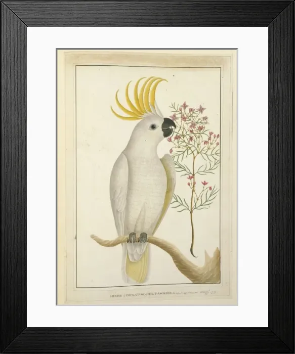 Framed Print : Cacatua galerita, sulphur-crested cockatoo