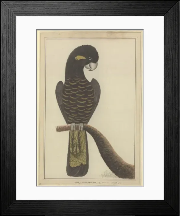 Framed Print : Calyptorhynchus funereus, yellow-tailed black cockatoo Framed Print : Calyptorhynchus funereus, yellow-tailed black cockatoo