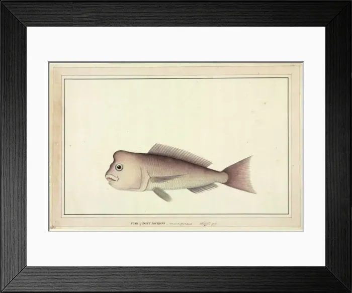 Framed Print : Pagrus auratus, red snapper Framed Print : Pagrus auratus, red snapper