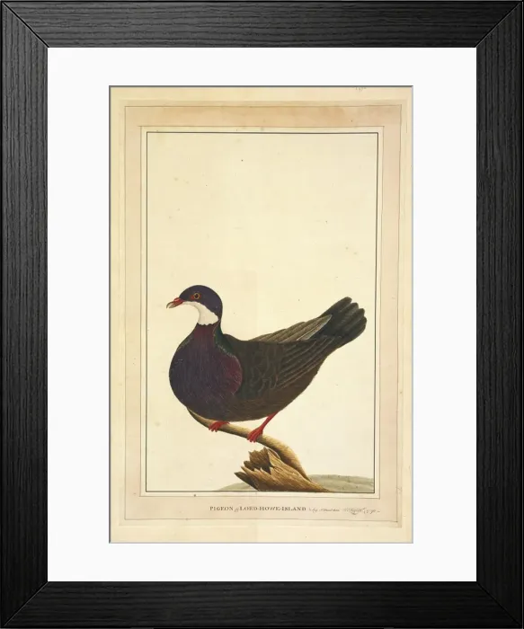 Framed Print : Columba vitiensis, white-throated pigeon Framed Print : Columba vitiensis, white-throated pigeon