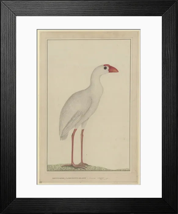 Framed Print : Porphyrio albus, Lord Howe swamphen Framed Print : Porphyrio albus, Lord Howe swamphen