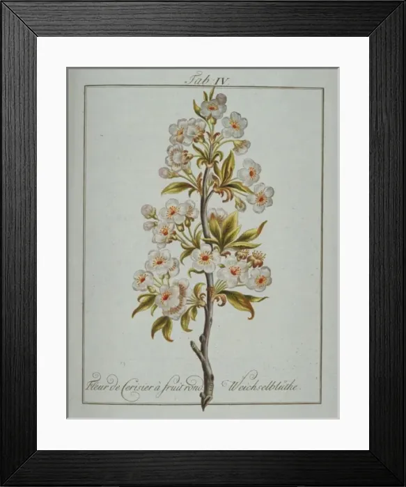 Framed Print : Prunus sp. round fruited cherry Framed Print : Prunus sp. round fruited cherry