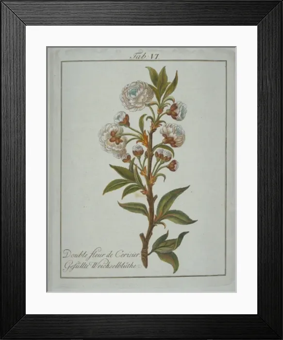 Framed Print : Prunus avium, flower of cherry tree Framed Print : Prunus avium, flower of cherry tree