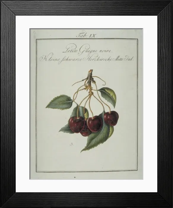 Framed Print : Prunus sp. small blackheart cherry Framed Print : Prunus sp. small blackheart cherry